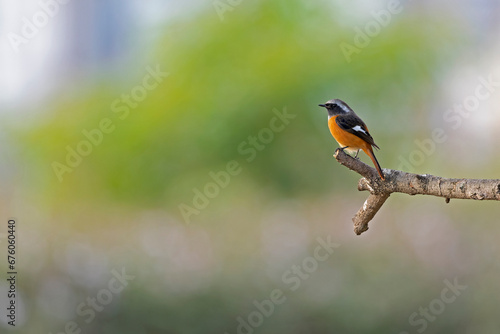 Daurian redstart (Phoenicurus auroreus) perched on a tree branch.