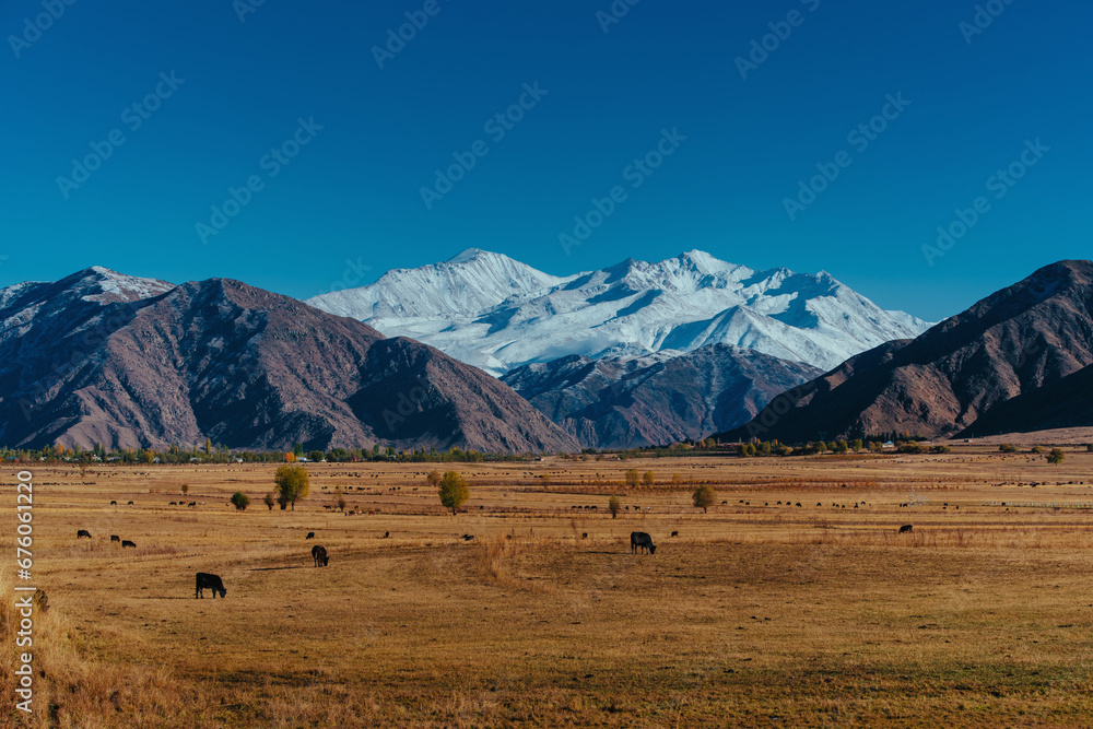 Cows grazing in a mountain pasture in autumn Cows grazing in a mountain pasture in autumn