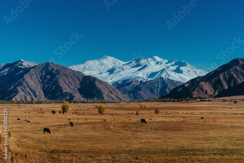 Cows grazing in a mountain pasture in autumn