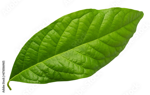 Green avocado leaf on a transparent background. Element for design. isolated object