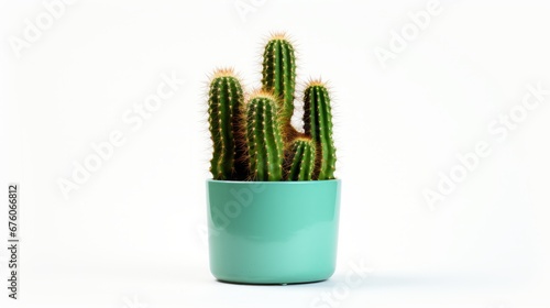 cactus in a flowerpot.