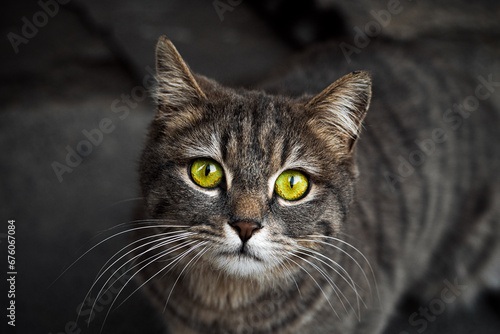 portrait of a cat © Milad
