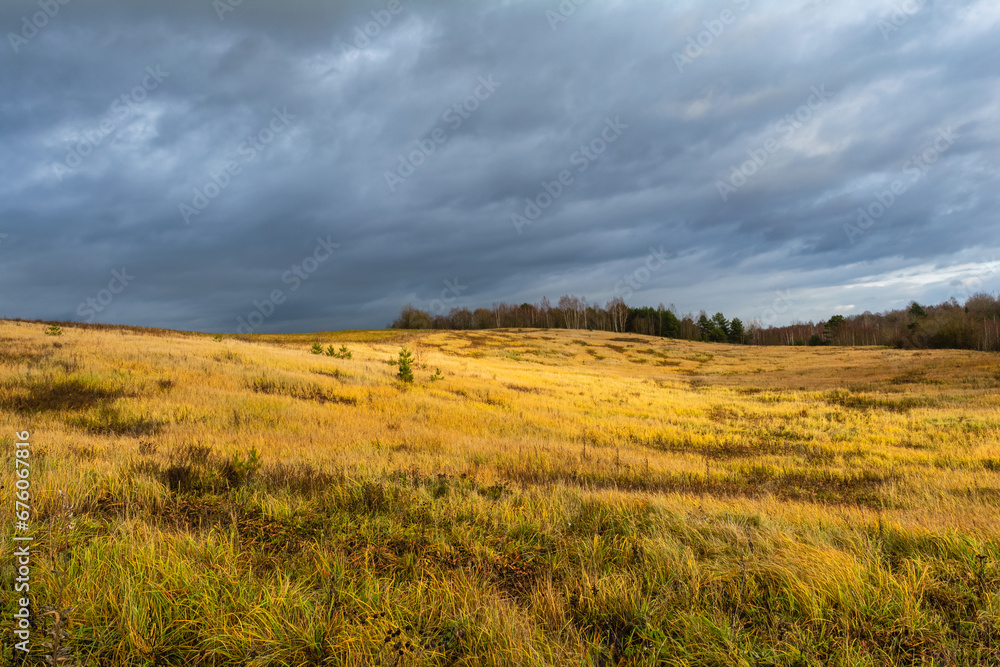 Field with hills is covered with yellow grass, green vegetation and young trees. There is a bare forest on the horizon. The sky is completely covered in storm clouds. Autumn landscape in the evening