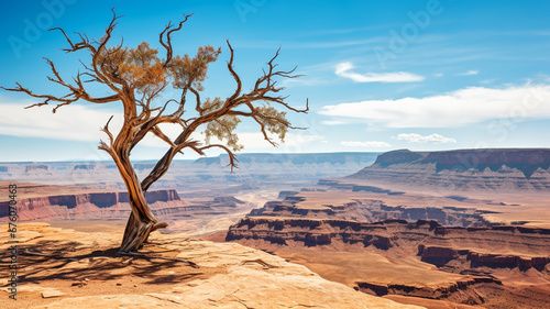 tree trunk in canyon of canyonlands national park