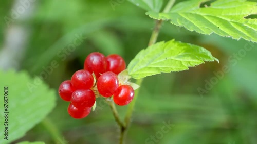 Red ripe stoneberry on the branch in the forest. photo