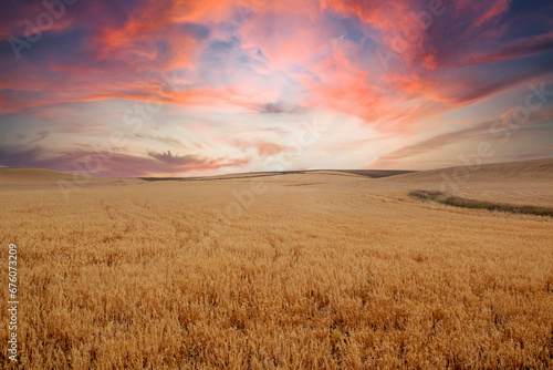 endless field of ripe wheat. View of wheat field waiting to be harvested.