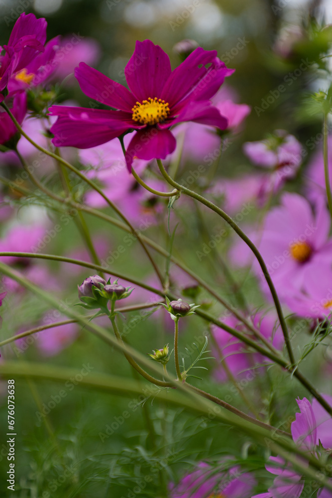 Obraz premium pink cosmos flower