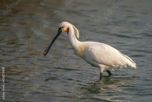 Beautiful Eurasian Spoonbill or common spoonbill (Platalea leucorodia) walking in shallow water hunting for food. Gelderland in the Netherlands. 