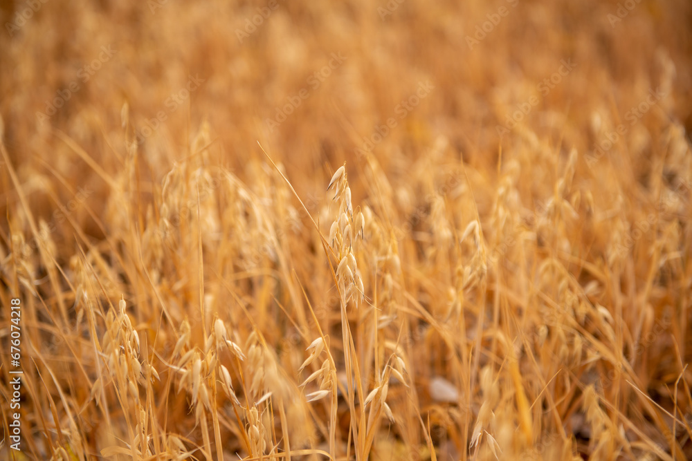 endless field of ripe wheat. View of wheat field waiting to be harvested. endless field of ripe wheat. View of wheat field waiting to be harvested.