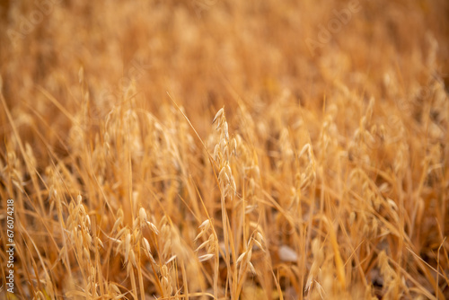 endless field of ripe wheat. View of wheat field waiting to be harvested.