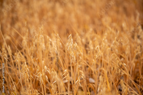 endless field of ripe wheat. View of wheat field waiting to be harvested. © btaskinkaya