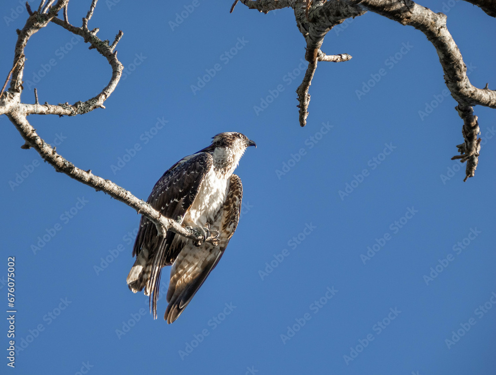 Osprey (Pandion haliaetus) perched on a tree branch in South Florida, USA Osprey (Pandion haliaetus) perched on a tree branch in South Florida, USA