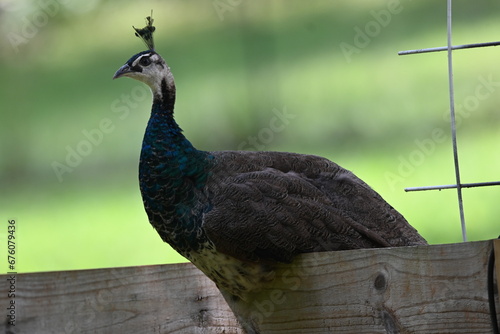 Indian Blue Peacock resting on a Fence Foard photo