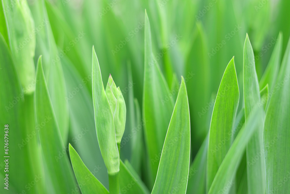 Obraz premium Iris bud in the garden. Flowers are blooming in spring and summer. Iris bud on a background of green leaves. Blurred natural green background. Iris stems. Amaryllis meadow. Flower garden. Springtime. 