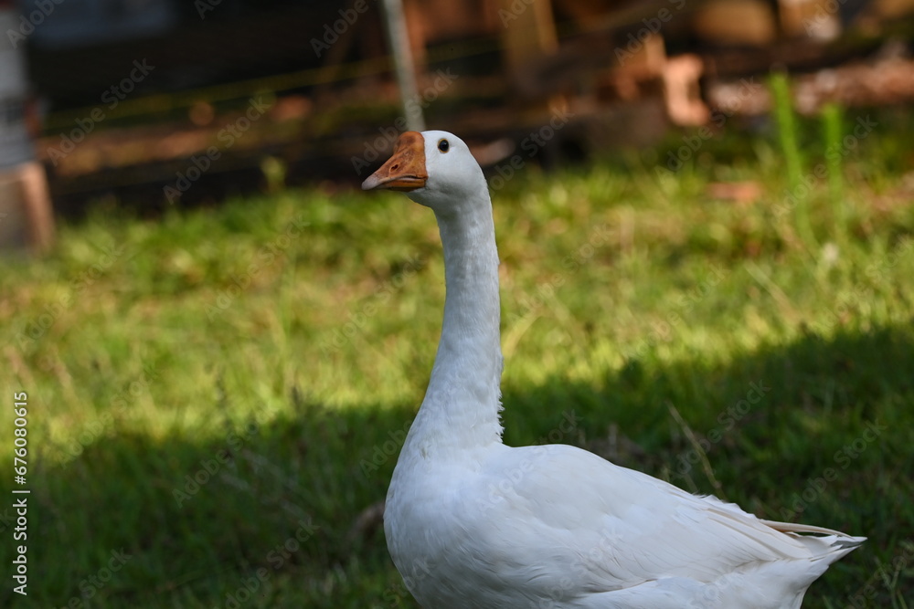 White Chinese Goose White Chinese Goose