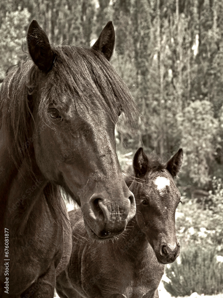 Obraz premium Jotaele25