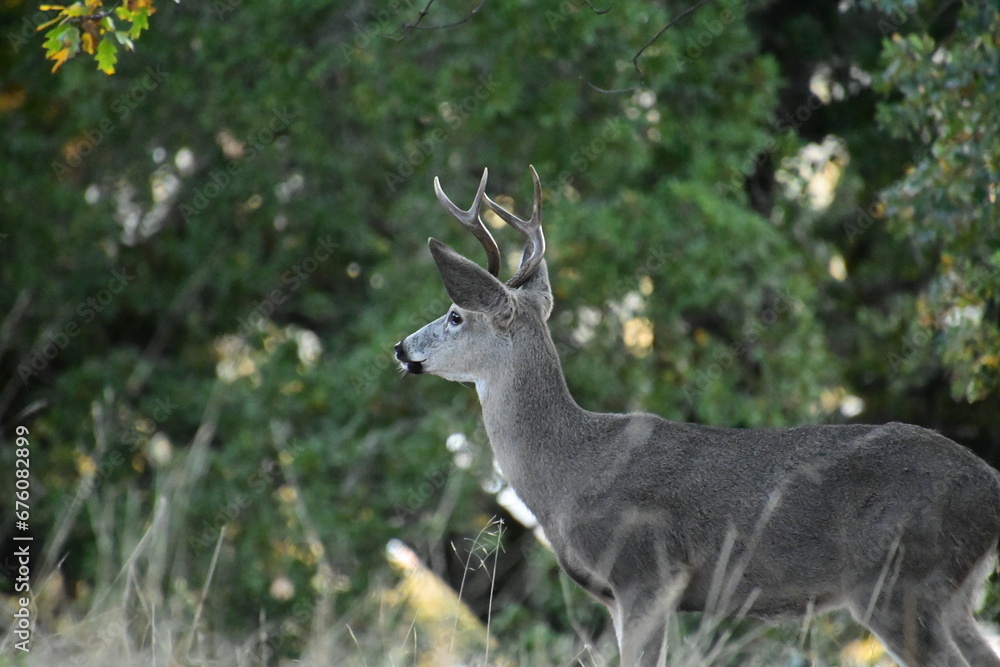 deer in the woods deer in the woods
