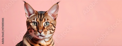 Bengal cat on a pastel background. Cat a solid uniform background, for your advertising and design with copy space. Creative animal concept. Looking towards camera. © 360VP