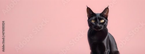 Bombay cat on a pastel background. Cat a solid uniform background, for your advertising and design with copy space. Creative animal concept. Looking towards camera.