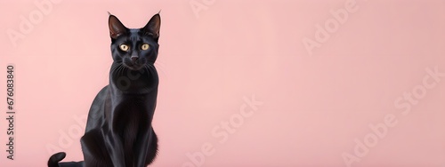Bombay cat on a pastel background. Cat a solid uniform background, for your advertising and design with copy space. Creative animal concept. Looking towards camera.