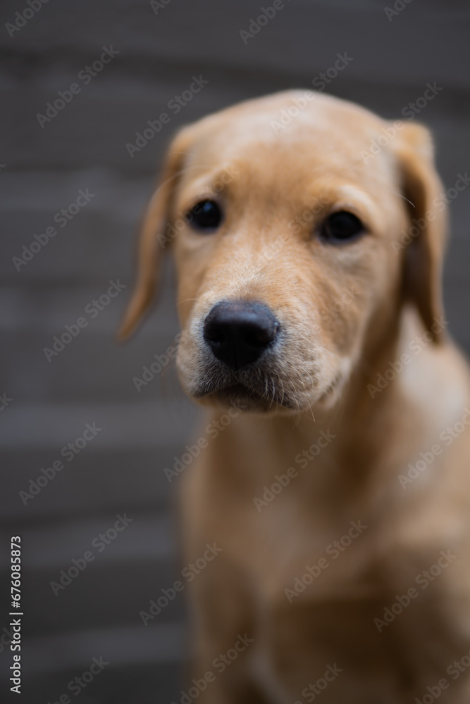 Golden Labrador Puppy