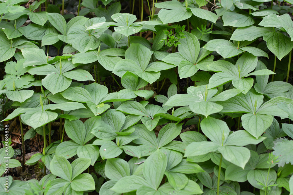In spring, paris quadrifolia blooms in the forest In spring, paris quadrifolia blooms in the forest