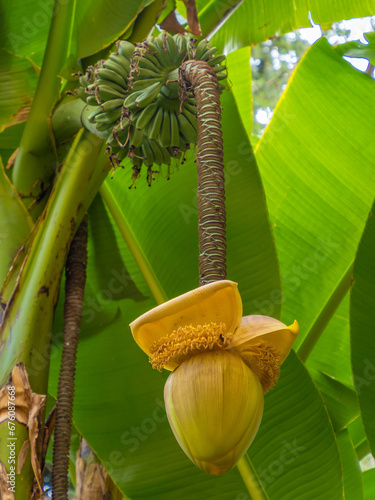 Banana blossom (Musa acuminata) in a garden in Ravenna, Emilia-Romagna, Northern Italy. photo