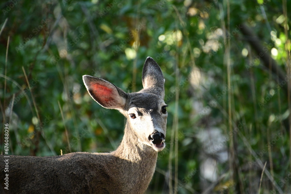 deer in the woods deer in the woods