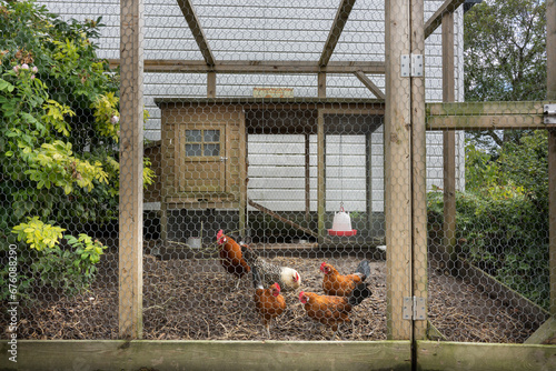 Chicken coop with different breeds of chickens