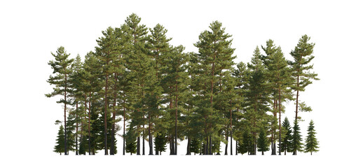 Frontal view Forest Pinus sylvestris Scotch pine big tall tree and spruce picea abies and pungens isolated png on a transparent background premium cutout Pine Pinaceae pine Baltic Pine fir