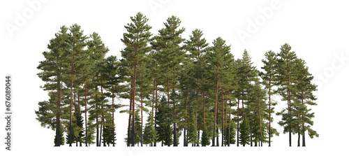 Frontal view Forest Pinus sylvestris Scotch pine big tall tree and spruce picea abies and pungens isolated png on a transparent background perfectly cutout Pine Pinaceae pine Baltic Pine fir