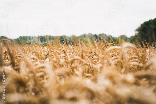 wheat in the field
