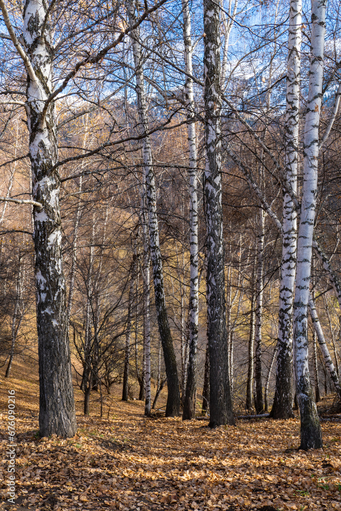 Fototapeta premium View of the descent down the mountain slope through a light birch grove on a bright sunny autumn day