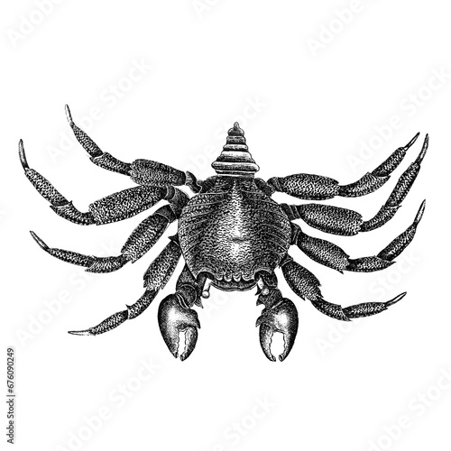 Sea crab, an illustration created in a vintage engraving style, on a white background with a clipping path.