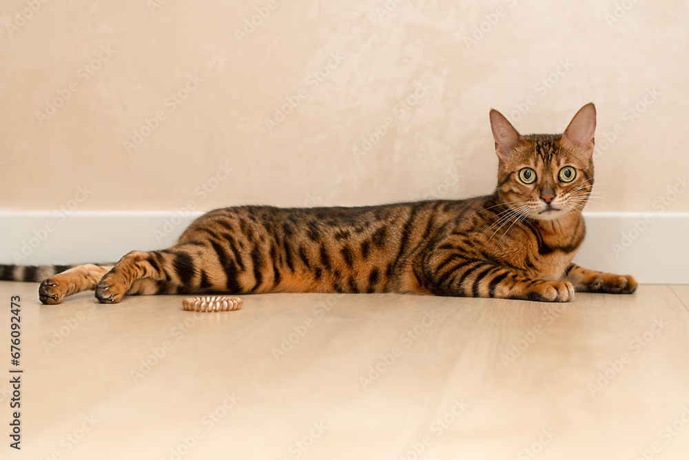 Pets concept. A beautiful, leopard-striped, red Bengal cat lies imposingly on the floor in a home interior and looks at the camera. Close-up. Pets concept. A beautiful, leopard-striped, red Bengal cat lies imposingly on the floor in a home interior and looks at the camera. Close-up.