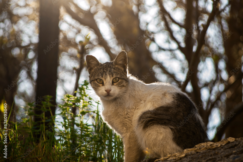 Obraz premium cat in the forest