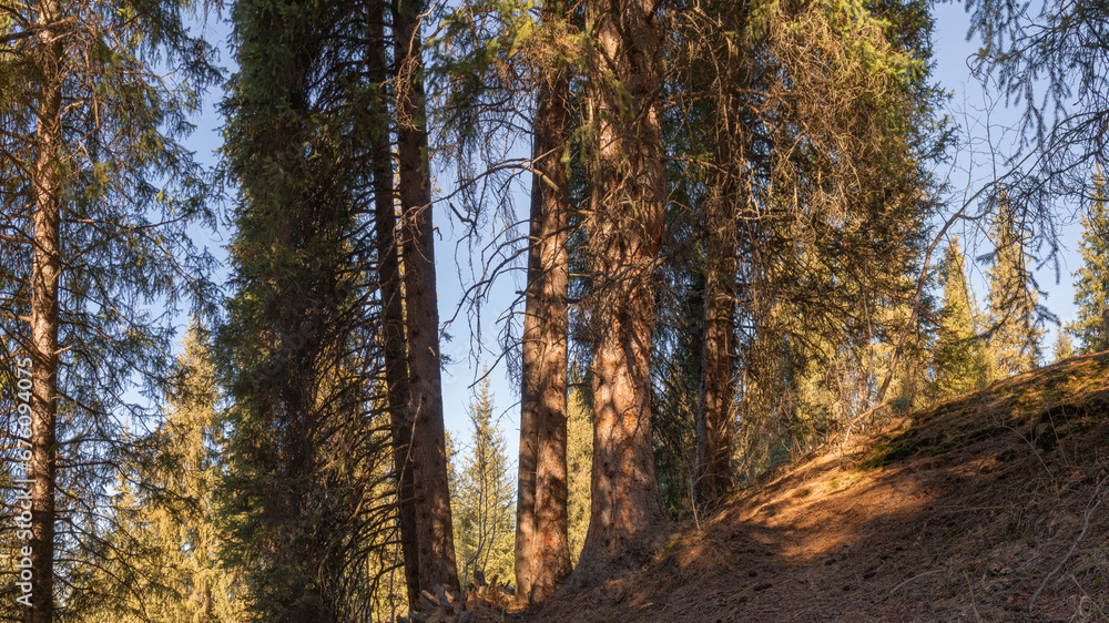 Landscape of a sparse coniferous forest on a hillside with the sky visible between the tree trunks