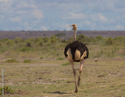 male masai ostrich walking away with head turned and beak open in the wild plains of amboseli national park, kenya photo