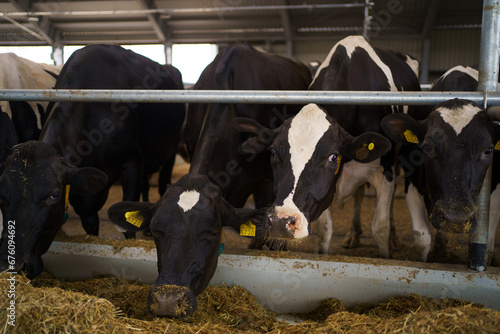 Cows on a diary farm eating. Cattle of cows