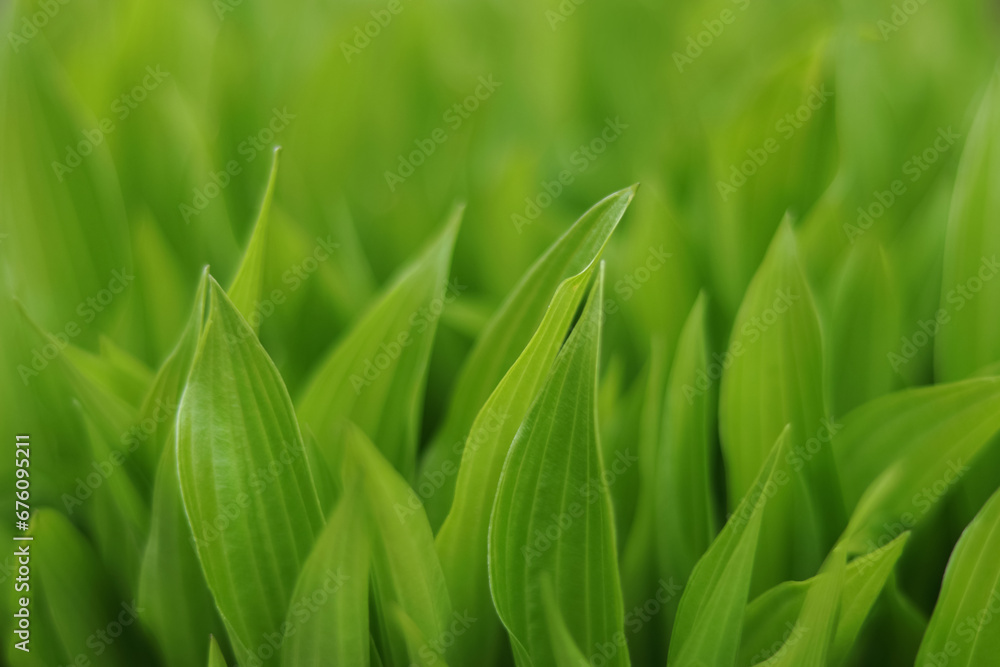 Spring background. Nature of green leaf. Cover page, greenery, green grass, leaves, environment ecology, wallpaper. Blurred Spring natural background. Flower garden. Abstract green backgroup. Spring background. Nature of green leaf. Cover page, greenery, green grass, leaves, environment ecology, wallpaper. Blurred Spring natural background. Flower garden. Abstract green backgroup.