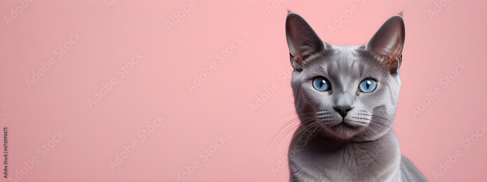Russian blue cat on a pastel background. Cat a solid uniform background, for your advertising and design with copy space. Creative animal concept. Looking towards camera.