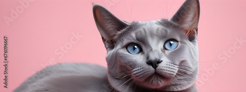 Russian blue cat on a pastel background. Cat a solid uniform background, for your advertising and design with copy space. Creative animal concept. Looking towards camera. © 360VP