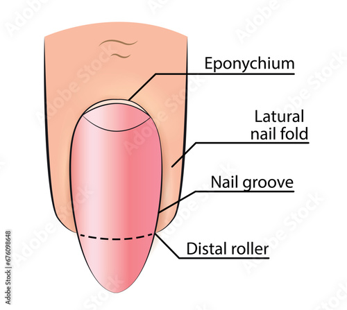 Illustration of a nail with the names of the parts of the finger for learning manicure in vector