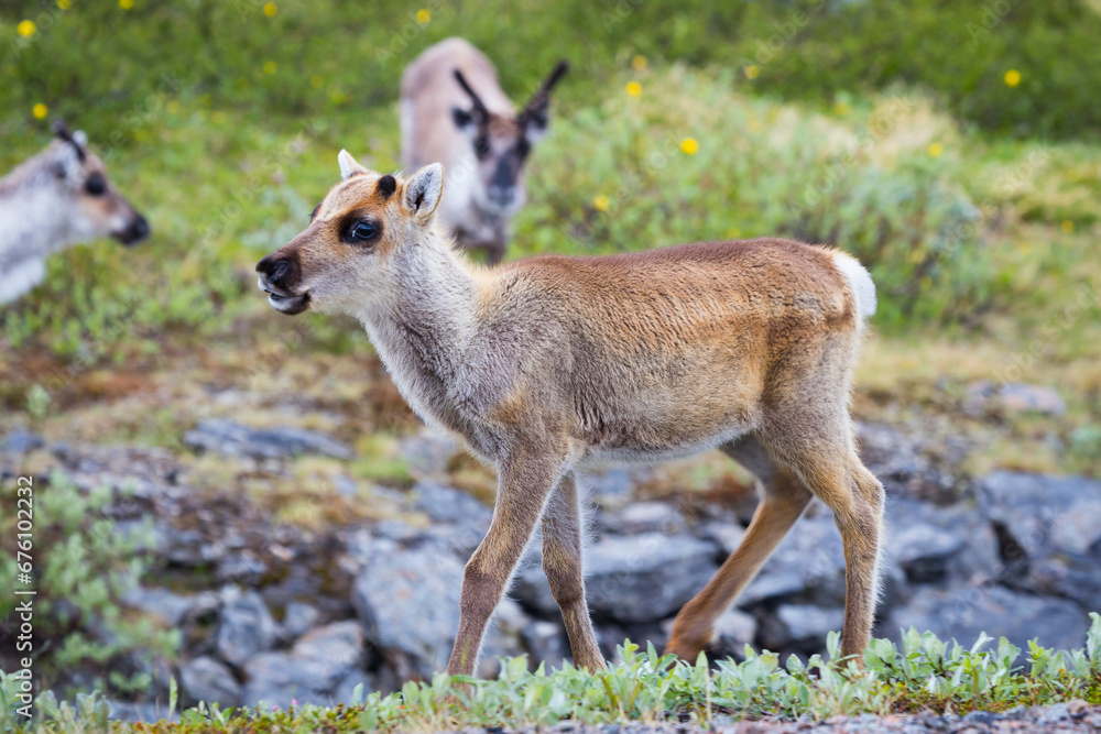 Cute baby reindeer grazing beside a road with other reindeers Cute baby reindeer grazing beside a road with other reindeers