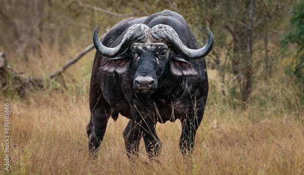 Cape Buffalo Captured In Kruger Park South Africa Cape Buffalo Captured In Kruger Park South Africa
