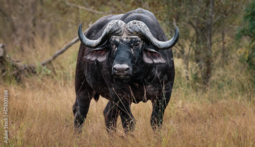 Cape Buffalo Captured In Kruger Park South Africa