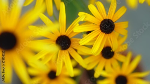 Yellow Daisy-like flowers Rudbeckia hirta photo