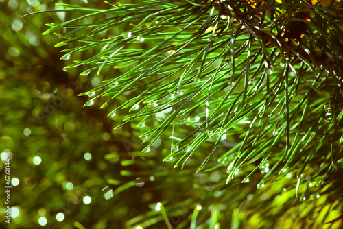 Close-up photo of dew drops on pine needles.