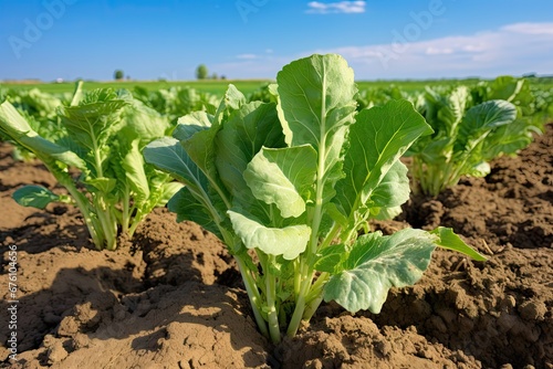 Wallpaper Mural Sugar Beet Field, Turnips, Rutabagas, Young Beets Leaves, Sugar Beet Agriculture Landscape Torontodigital.ca