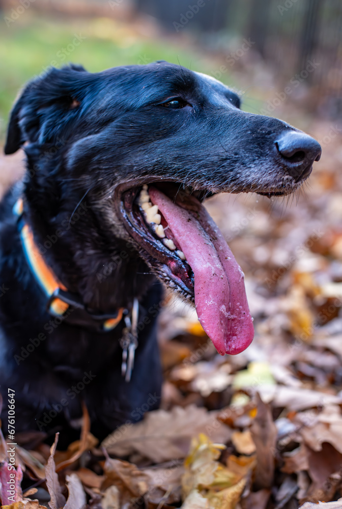 Black lab playing in fall leaves Black lab playing in fall leaves